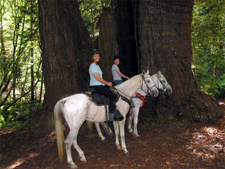 USA-California-Mendocino Coast Getaway